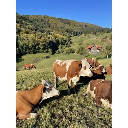 Nice In Lägenhet *